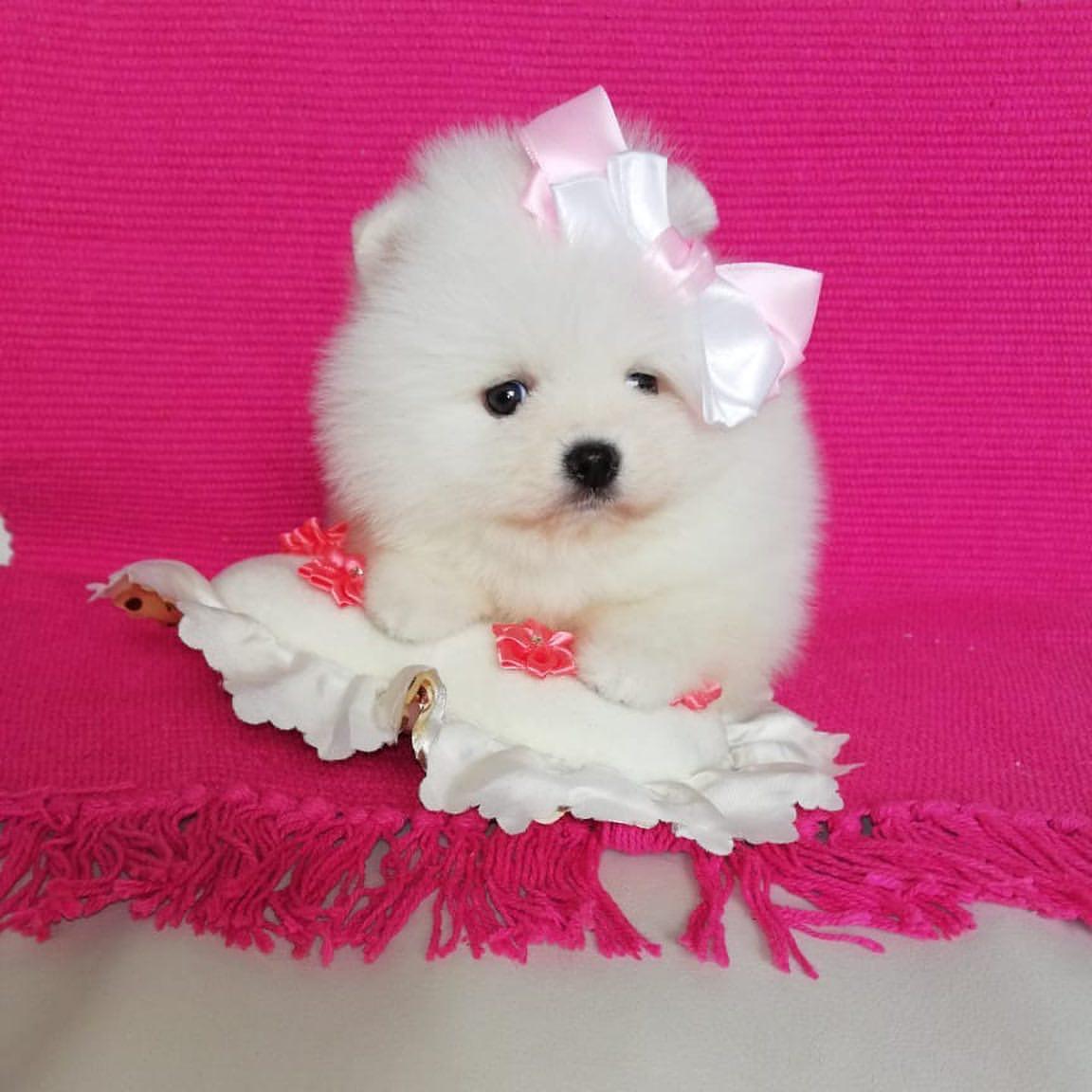 Pomeranian Spitz Welpen kaufen(Pixie)