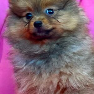 Deutscher Spitz Welpen kaufen(Bella)
