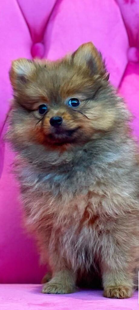 Deutscher Spitz Welpen kaufen(Bella)