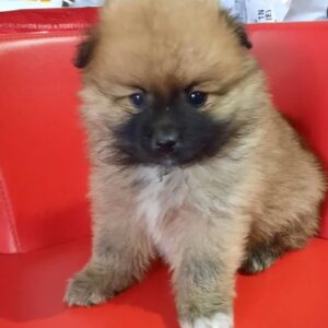 Mini Deutscher Spitz Welpe kaufen