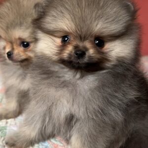 Deutscher Spitz Welpen kaufen(Luna)