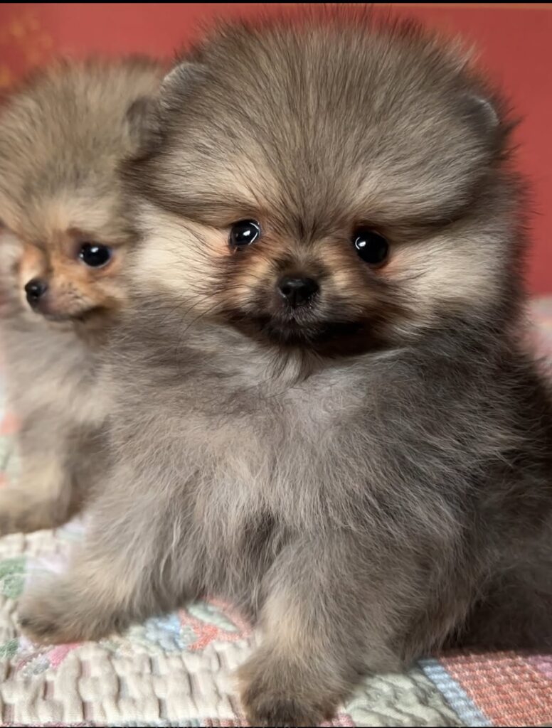 Deutscher Spitz Welpen kaufen(Luna)