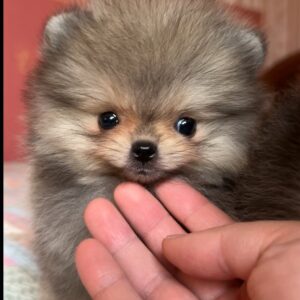 Deutscher Spitz Welpen kaufen(Axel)