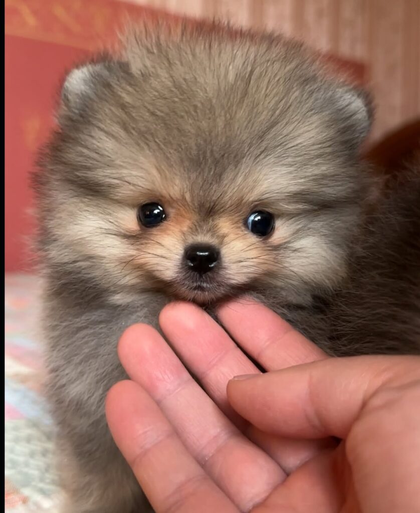 Deutscher Spitz Welpen kaufen(Axel)