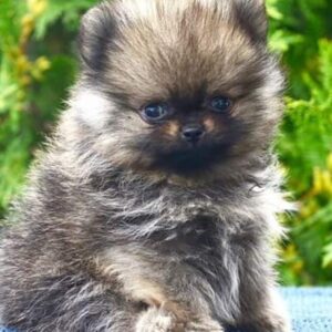 Deutscher Spitz Welpen kaufen(Harlie)