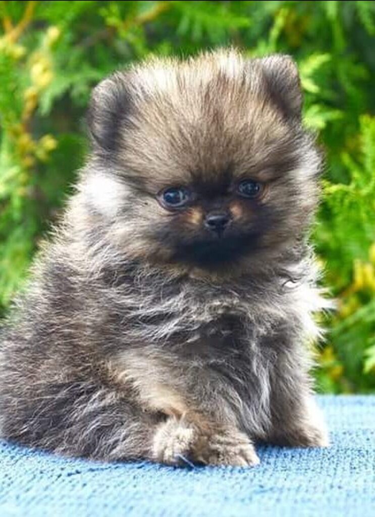 Deutscher Spitz Welpen kaufen(Harlie)