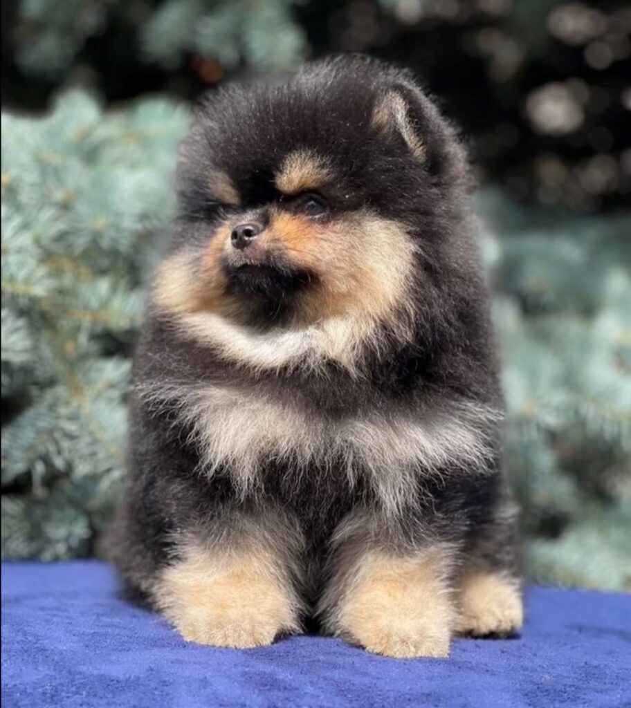 Deutscher Spitz Welpen kaufen(Chris)