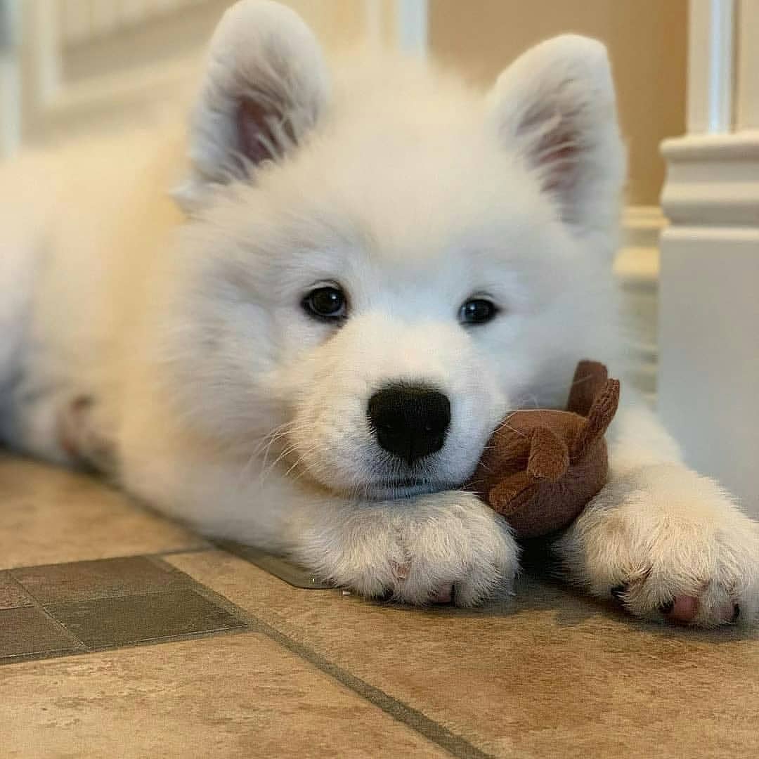 Samojede Welpen kaufen Alba