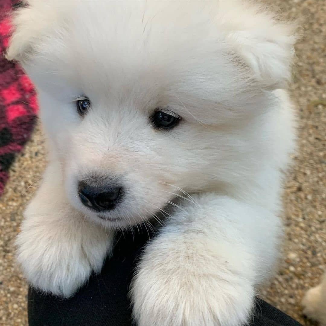 Samojede Welpen kaufen Luka