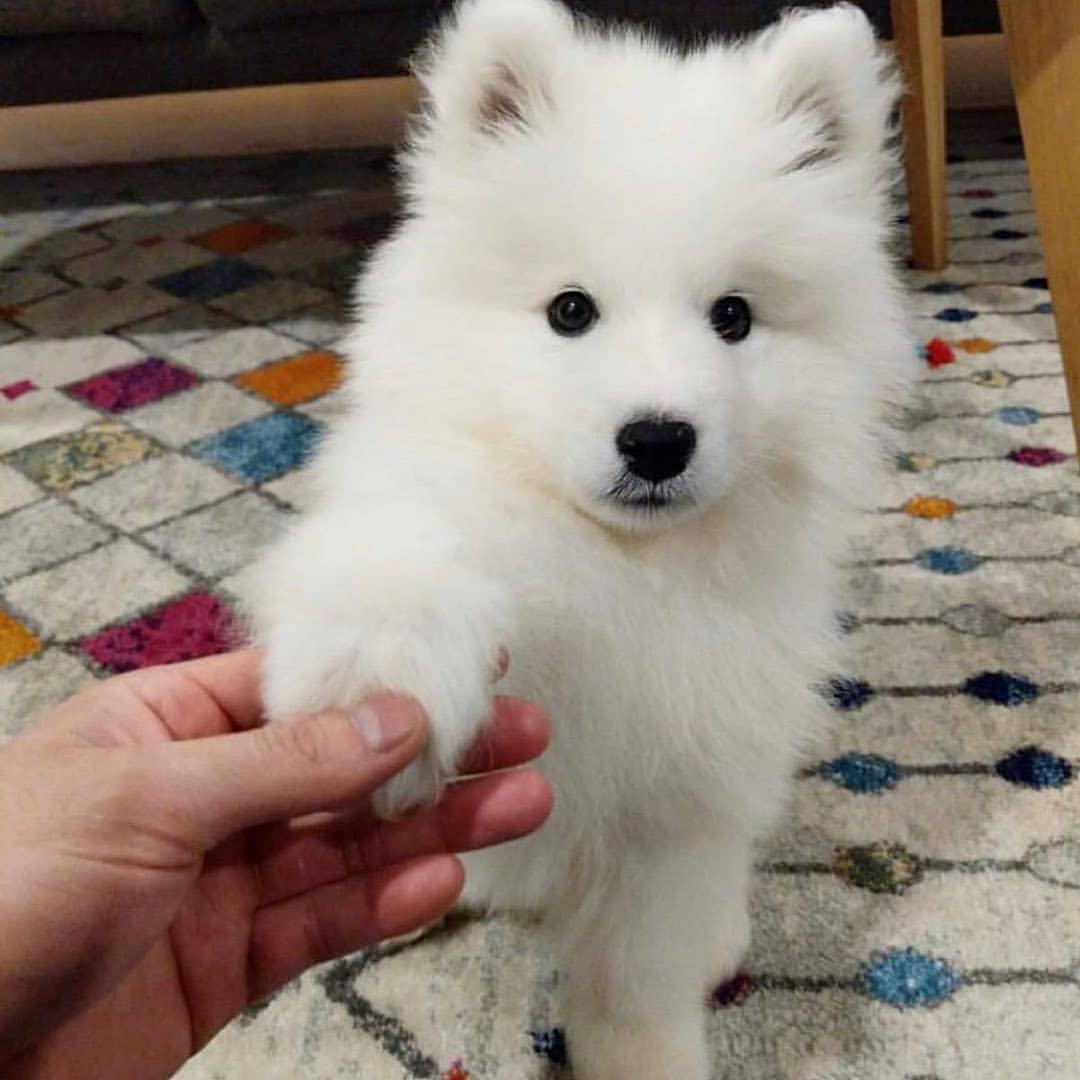 Samojede Welpen kaufen Bear