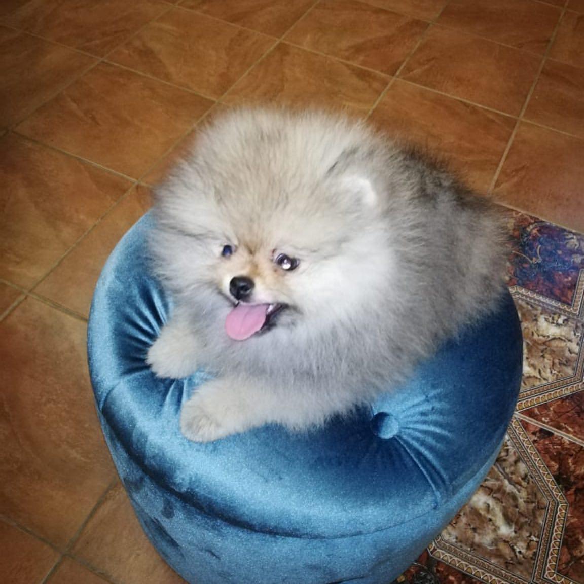 Pomeranian Spitz Welpen kaufen(Max)