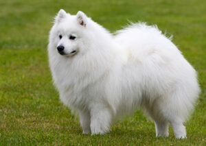 Samojede Welpen kaufen Daisy