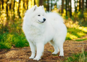 Samojede Welpen kaufen Bear