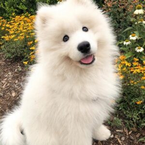 Samojede Welpen kaufen Daisy