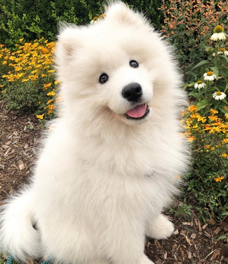 Samojede Welpen kaufen Daisy