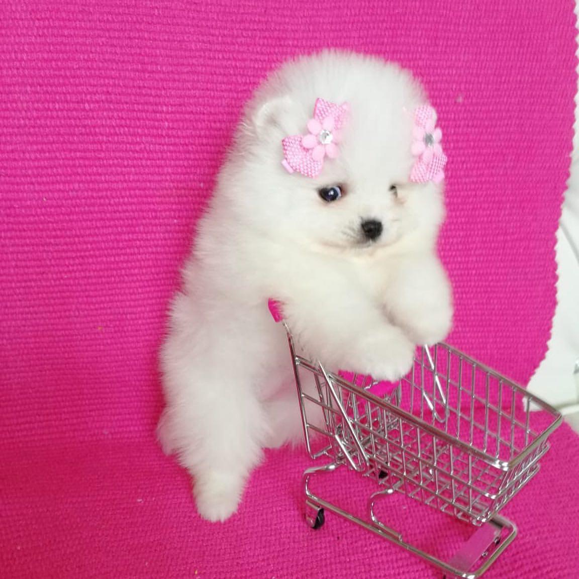 Pomeranian Spitz Welpen kaufen(Candy)