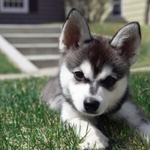 Alaskan Klee Kai Welpen abzugeben