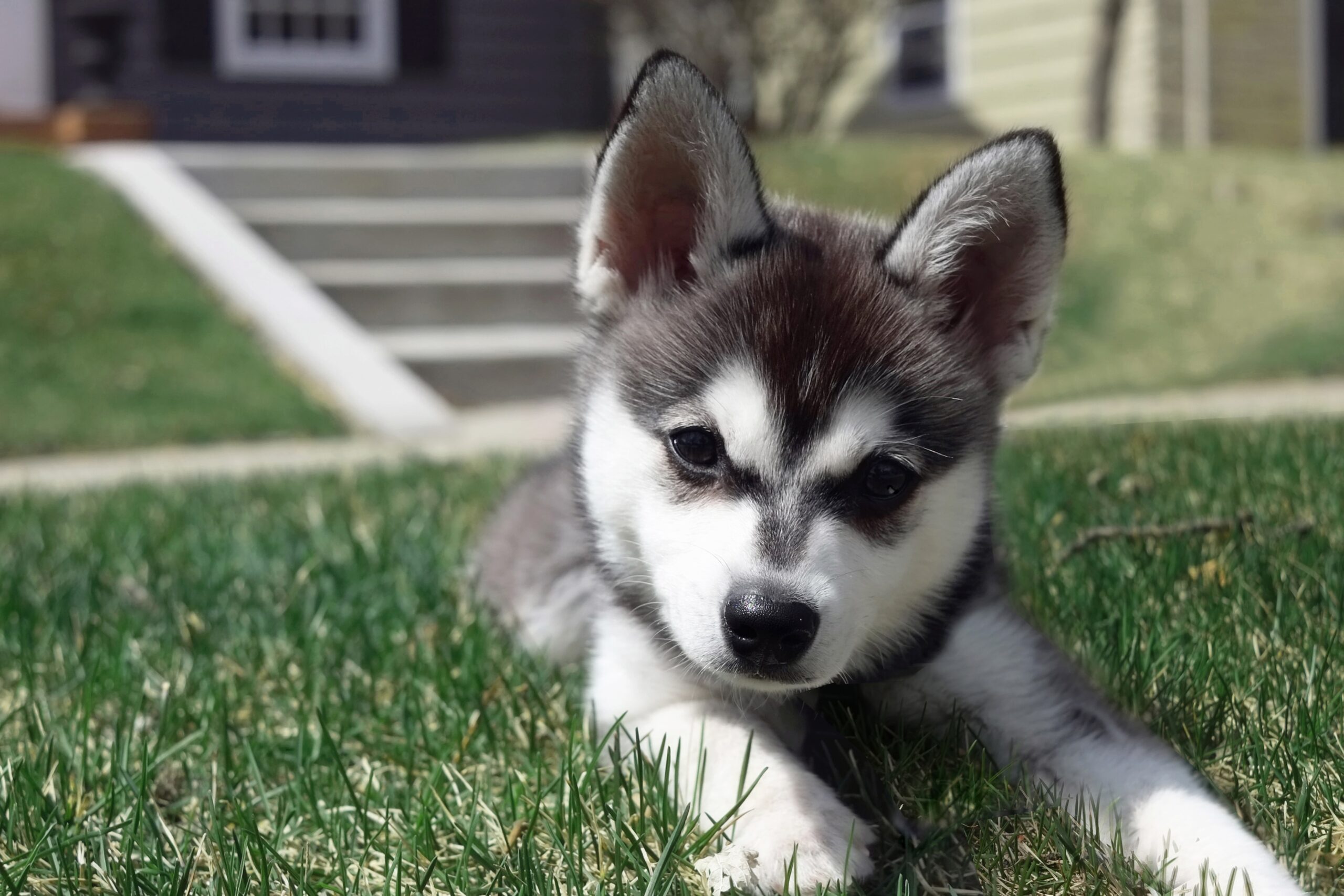 Alaskan Klee Kai Welpen abzugeben