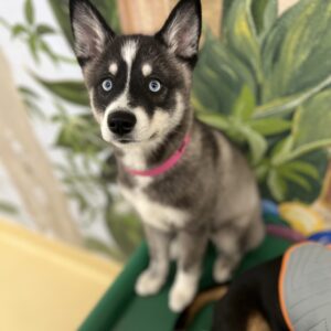 Alaskan Klee Kai Welpen kaufen(Miska)