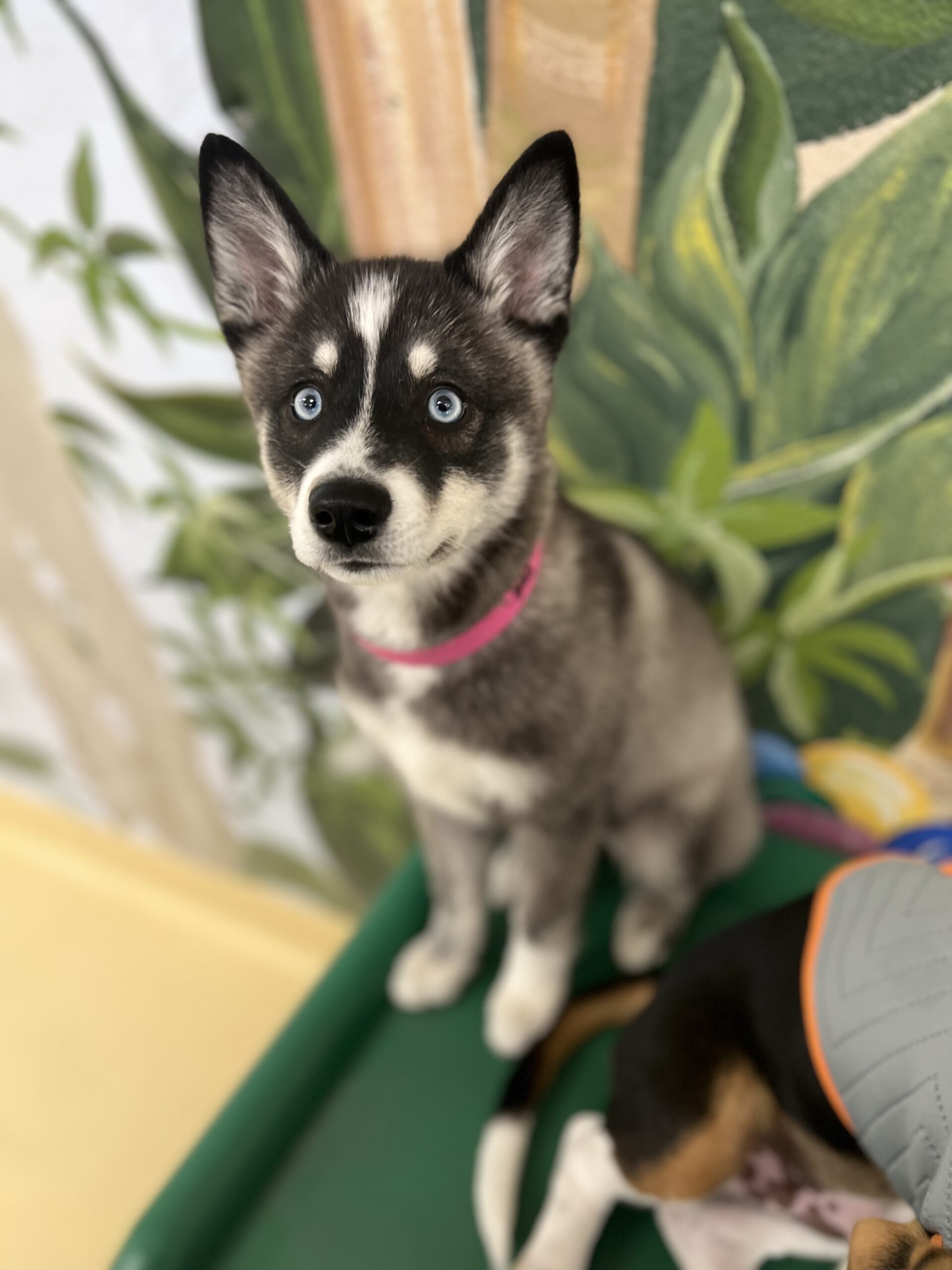 Alaskan Klee Kai Welpen kaufen(Miska)
