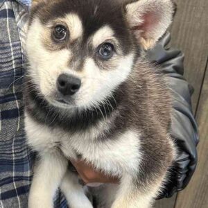 Alaskan Klee Kai Welpen(Aurora)