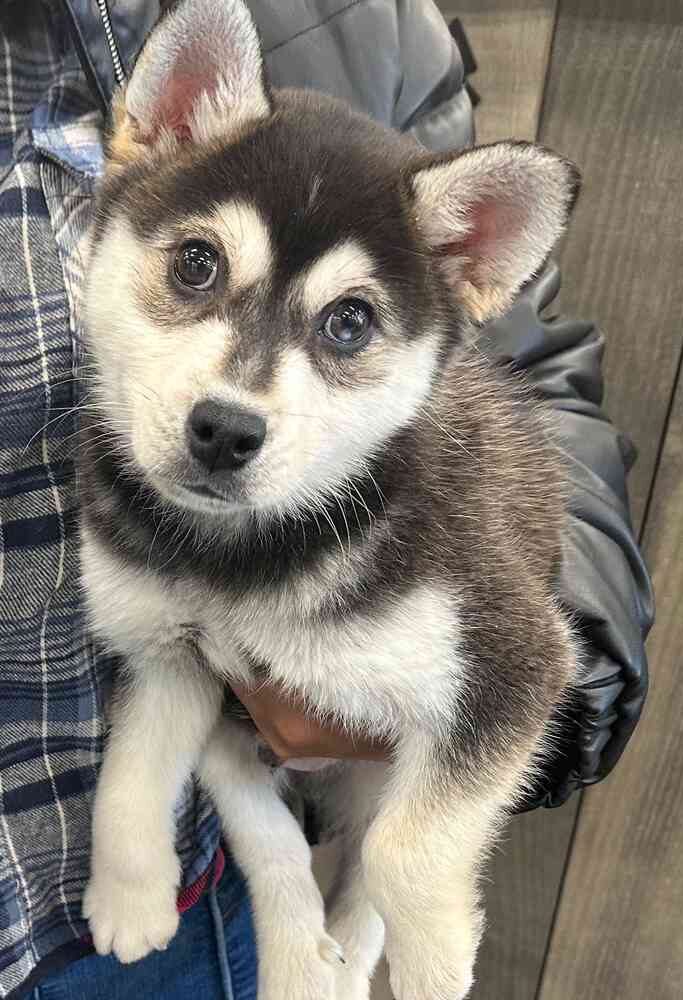 Alaskan Klee Kai Welpen(Aurora)