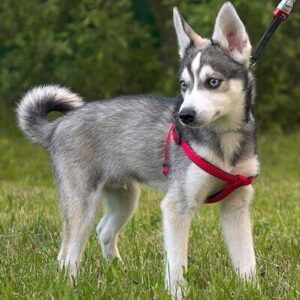 Alaskan Klee Kai Welpen kaufen(Tandra)