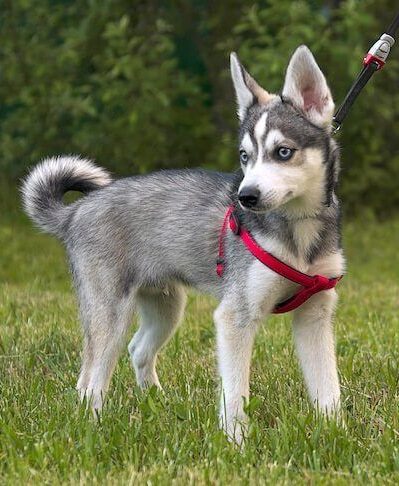 Alaskan Klee Kai Welpen kaufen(Tandra)
