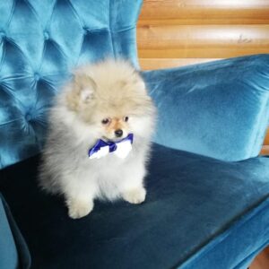 Pomeranian Spitz Welpen kaufen Jasper