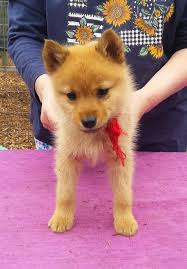 finnischer spitz welpen deutschland