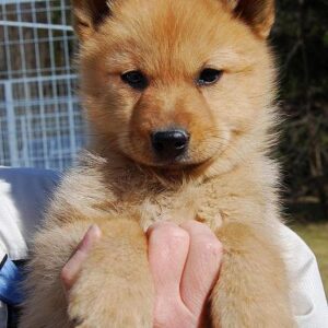 Finnischer Spitz Welpen kaufen (Jager)