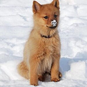Finnischer Spitz Welpen kaufen(Eero)