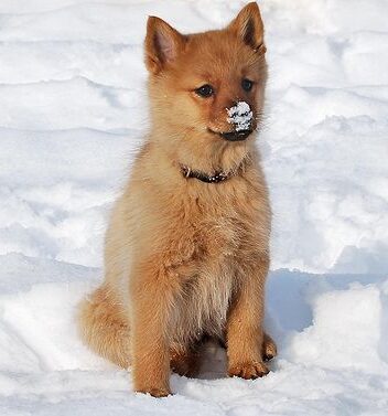 Finnischer Spitz Welpen kaufen(Eero)