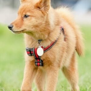 Finnischer Spitz Welpen kaufen(Maisa)