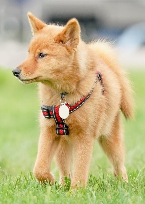 Finnischer Spitz Welpen kaufen(Maisa)