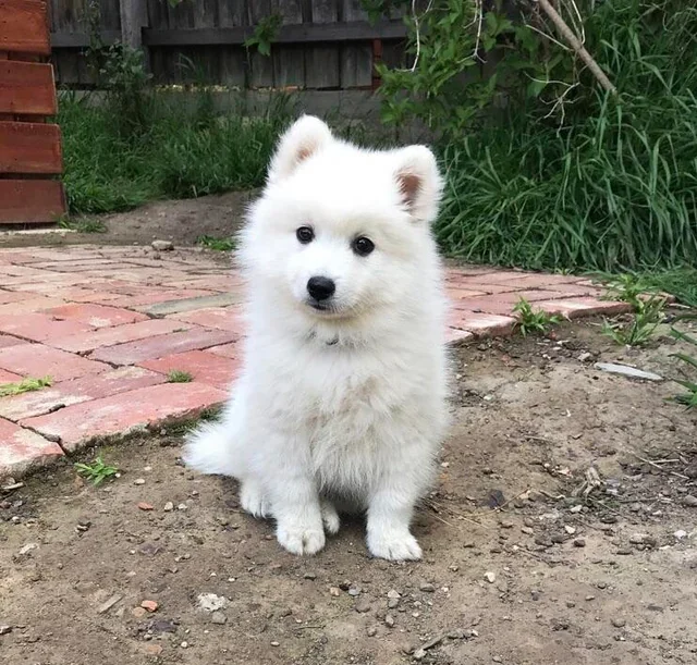 Japanischer Spitz Welpen kaufen(Sora)