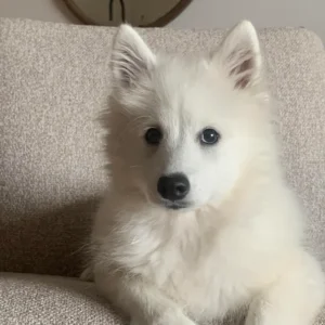 Japanischer Spitz Welpen kaufen(Mika)