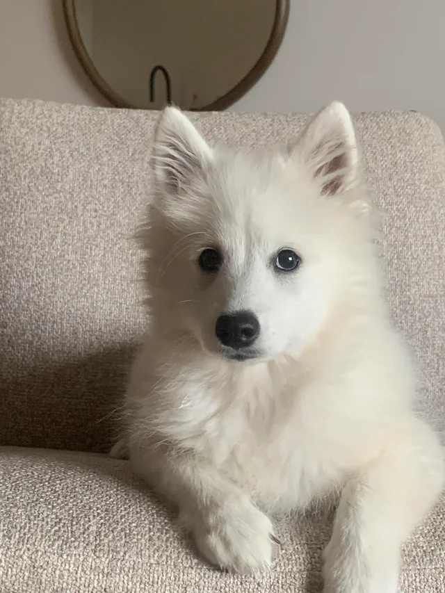 Japanischer Spitz Welpen kaufen(Mika)