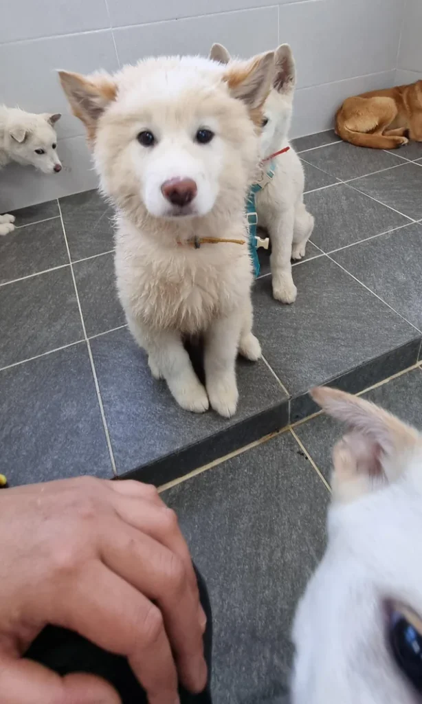 Koreanischer Jindo Welpen kaufen(Joon)