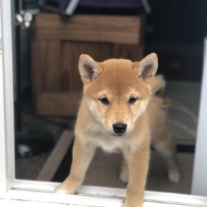 Koreanischer Jindo Welpen kaufen