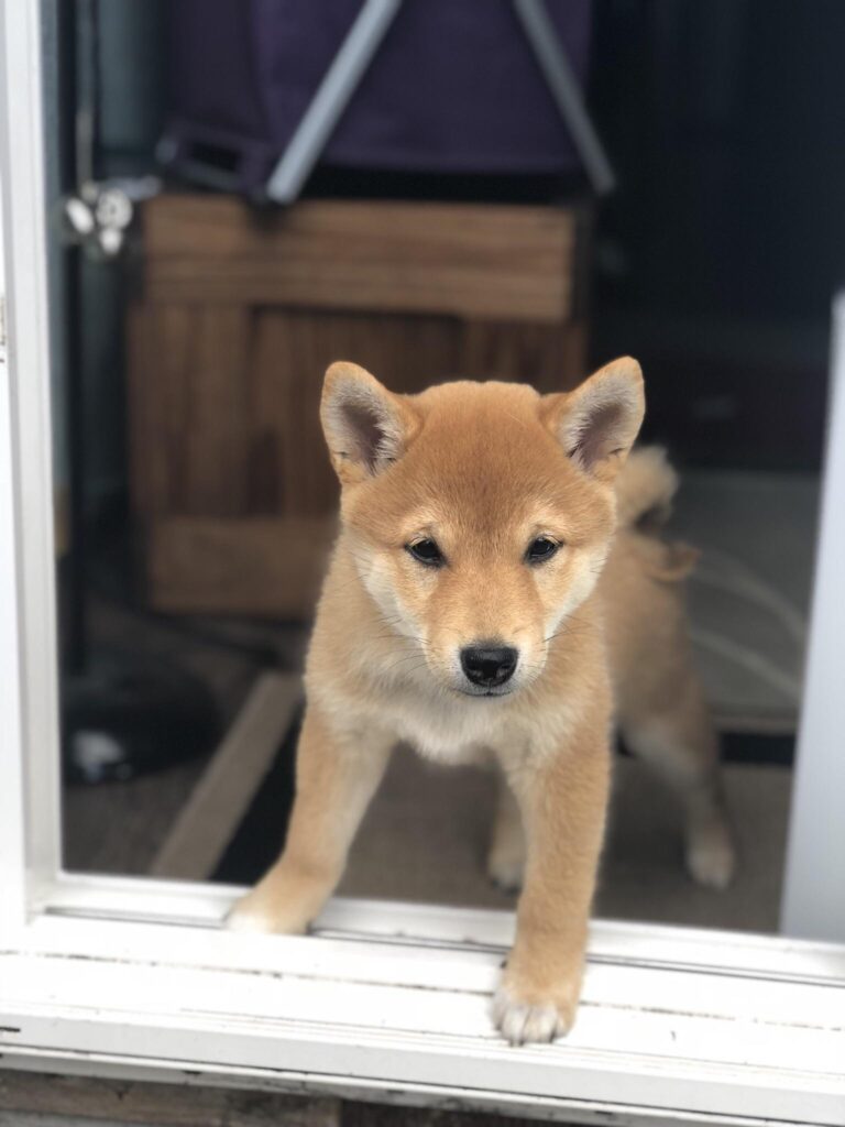 Koreanischer Jindo Welpen kaufen