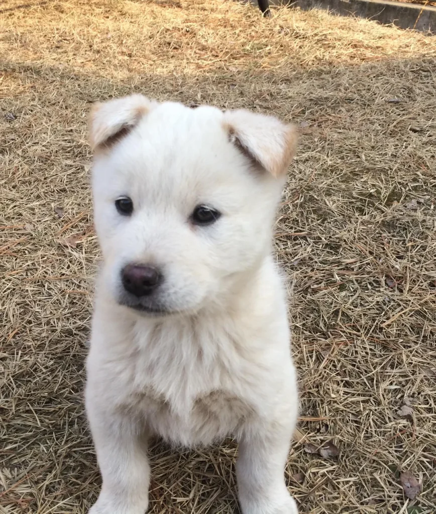 Koreanischer Jindo Welpen kaufen(Min-Ji)