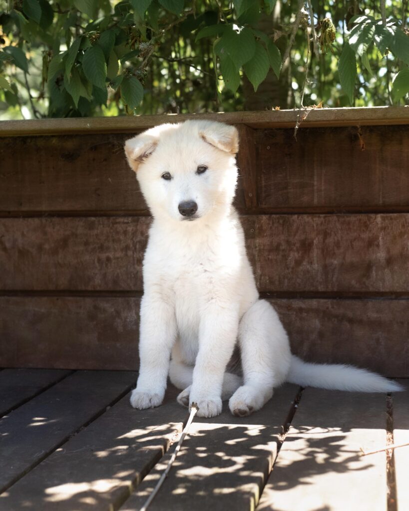 Koreanischer Jindo Welpen kaufen(Soo-Jin)