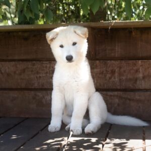 Koreanischer Jindo Welpen kaufen(Soo-Jin)