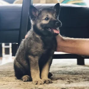 Norwegischer Elchhund Welpen kaufen(Thor)
