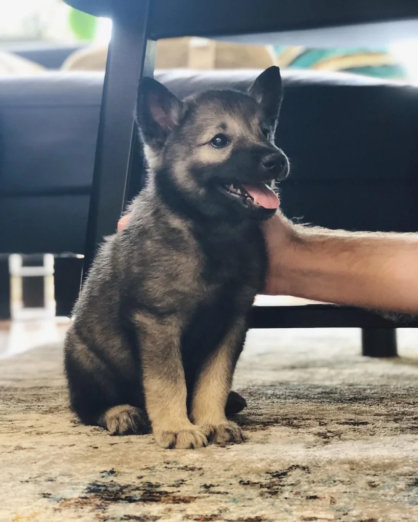 Norwegischer Elchhund Welpen kaufen(Thor)