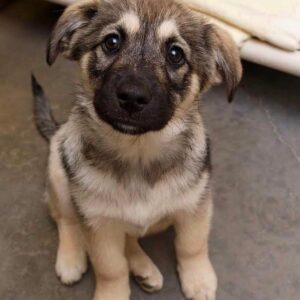 Norwegischer Elchhund Welpen kaufen(Viggo)