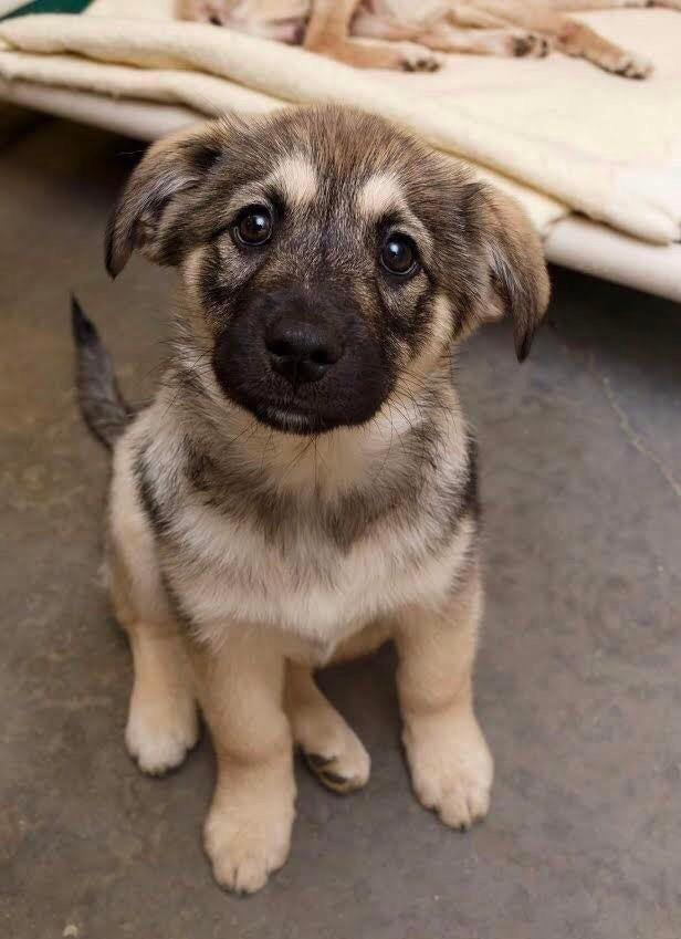 Norwegischer Elchhund Welpen kaufen(Viggo)