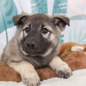 Norwegischer Elchhund Welpen kaufen