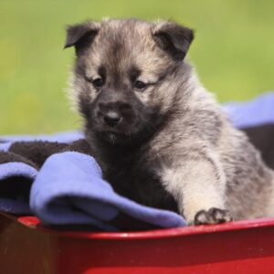 Norwegischer Elchhund Welpen kaufen(Saga)